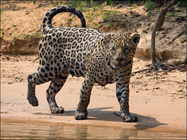 Jaguar jaguar_204090.psd