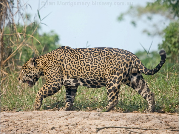 Jaguar jaguar_205638.psd