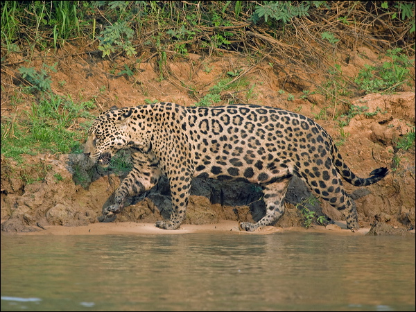 Jaguar jaguar_205727.psd