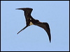 Click here to enter gallery and see photos of Christmas (Island) Frigatebird