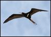 Click here to enter gallery and see photos of Lesser Frigatebird