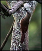 Clickable thumbnail to enter photo gallery of Cocoa Woodcreeper