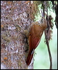 Clickable thumbnail to enter photo gallery of Montane Woodcreeper
