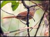 wh_lored_spinetail_206159