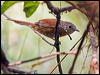 Clickable thumbnail to enter photo gallery of White-lored Spinetail