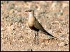 Click here to enter gallery and see photos of Australian Pratincole