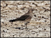 Click here to enter gallery and see photos of Oriental Pratincole