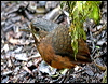 moustached_antpitta_25296