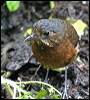 moustached_antpitta_25303