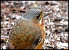 moustached_antpitta_25318