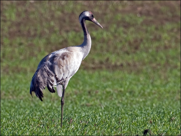 Common Crane common_crane_143778.psd