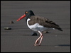 Click here to enter gallery and see photos of American Oystercatcher