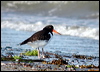 Click here to enter gallery and see photos of Eurasian Oystercatcher