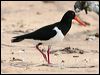 Click here to enter gallery and see photos of Pied Oystercatcher