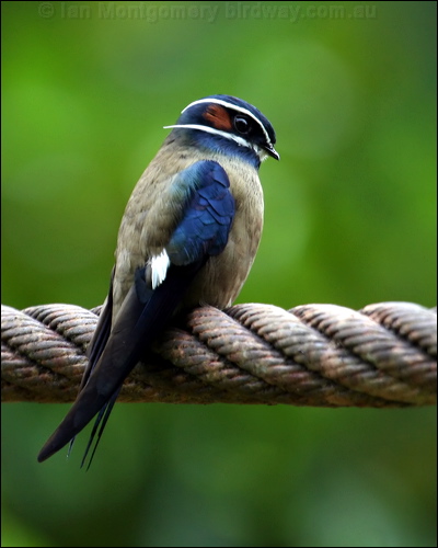 Whiskered Treeswift whiskered_treeswift_50762.psd
