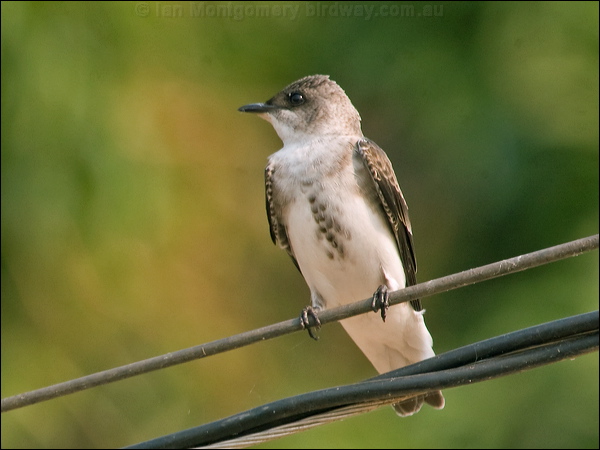 Brown-chested Martin brown_chest_martin_203884.psd