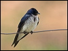 Click here to enter Grey-breasted Martin gallery