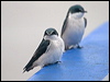 Click here to enter Mangrove Swallow gallery