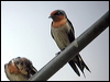 pacific_swallow_06707