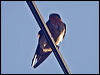 pacific_swallow_166690