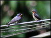 pacific_swallow_50250