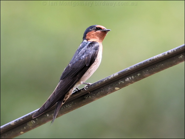 Pacific Swallow pacific_swallow_50692.jpg