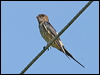 red_rumped_swallow_12559