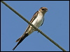 Click here to enter Red-rumped Swallow gallery