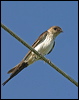 red_rumped_swallow_12709