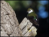Click here to enter Violet-green Swallow gallery