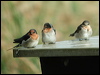 welcome_swallow_01017