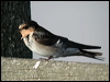 welcome_swallow_08017