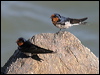 welcome_swallow_10748