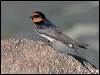 welcome_swallow_10797