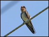 welcome_swallow_12542