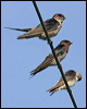 welcome_swallow_12665