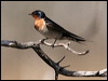 welcome_swallow_58913