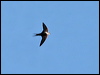 Click here to enter White-backed Swallow gallery