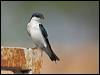 Click here to enter White-winged Swallow gallery