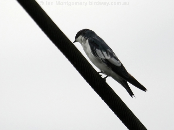 White-winged Swallow white_winged_swallow_22878.jpg