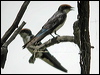 Click here to enter Wire-tailed Swallow gallery