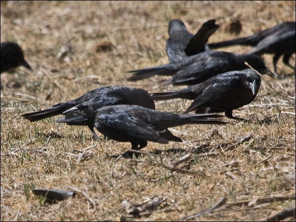 Austral Blackbird austral_blackbird_207134.psd