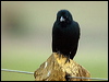 Click here to enter gallery and see photos/pictures/images of Chopi Blackbird