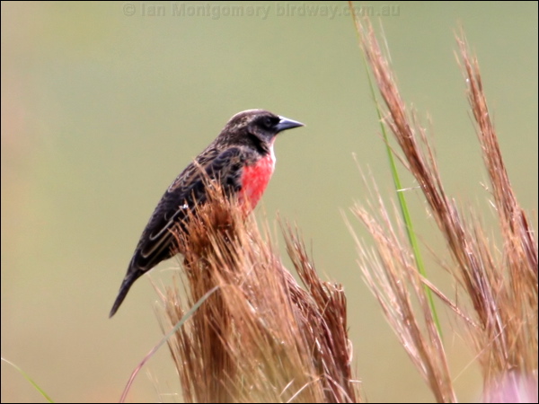 Red-breasted Blackbird redbreast_blackbird_24143.psd