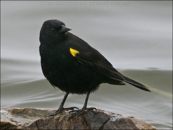 Yellow-winged Blackbird ye_wing_blackbird_208023.psd