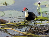 Click here to enter gallery and see photos of Comb-crested Jacana