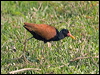 Click here to enter gallery and see photos of Wattled Jacana