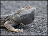 Click here to enter gallery and see photos/pictures/images of Central Bearded Dragon