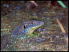Click here to enter gallery and see photos/pictures/images of Mertens's Water Monitor