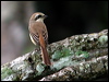 Click here to enter gallery of Brown Shrike